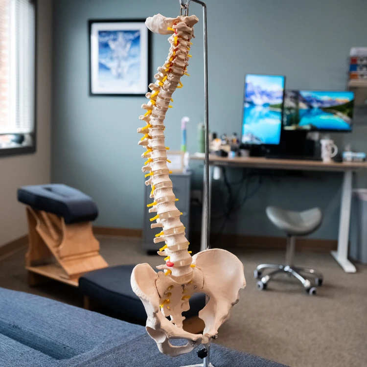 Chiropractic Fun Facts Home